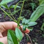 Cedrela fissilis Leaf