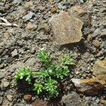 Anthemis secundiramea Anders