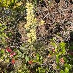 Solidago bicolorFlower