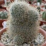 Mammillaria crinita Hábito