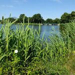 Phragmites australis Feuille