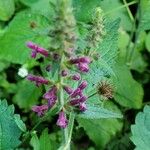 Stachys sylvatica Flor