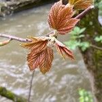 Acer sterculiaceum Folha