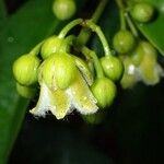Vismia cayennensis Flor