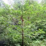 Quercus velutina Elinympäristö