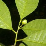 Gymnanthes riparia Hoja
