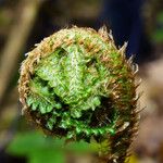 Polystichum braunii Лист