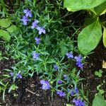 Lobelia erinus Habit