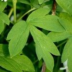 Lamprocapnos spectabilis Leaf