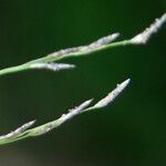 Eragrostis pectinacea 花