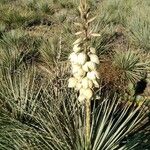 Yucca glauca Цветок