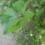 Peucedanum ostruthium Leaf