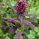 Pedicularis recutita Лист