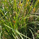 Lomandra longifolia Hoja