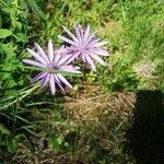 Podospermum purpureum 花