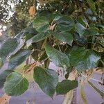 Tilia × euchlora Blad