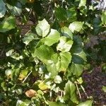 Quercus agrifolia Hoja