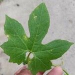 Diplocyclos palmatus Leaf