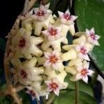 Hoya verticillataBloem