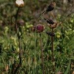 Carex atrofusca Habitus