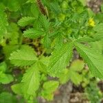 Potentilla norvegica Hoja