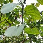 Bauhinia variegata Ліст