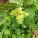 Corylus americana 果實