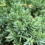 Juniperus squamata Fuelha