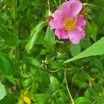 Rosa virginiana Blüte