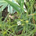 Thesium divaricatum Flower