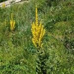 Verbascum speciosum Schrad.Flower