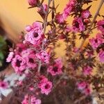 Leptospermum scoparium Flower