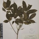 Toxicodendron succedaneum Other