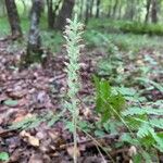 Goodyera pubescens Frucht