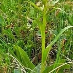 Dactylorhiza viridis Flor