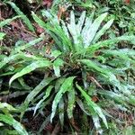 Microsorum punctatum Blatt