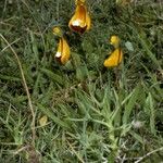 Calceolaria uniflora Habitat