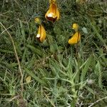 Calceolaria uniflora Habitus