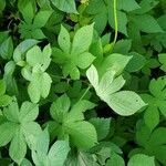 Hydrastis canadensis Leaf