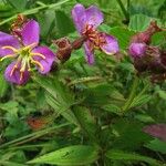 Rhexia virginica Natur