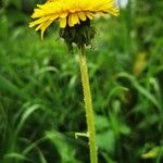 Taraxacum clemens Blodyn