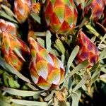 Protea repens ഇല