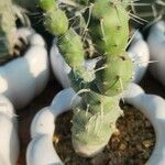 Tephrocactus articulatus Natur