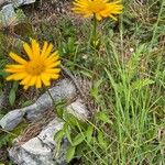 Buphthalmum salicifoliumBloem