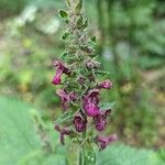 Stachys sylvaticaFloare