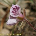 Erodium daucoides Flower