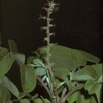 Juglans mandshurica फूल