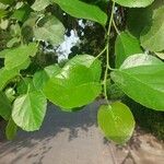 Cordia myxa Leaf