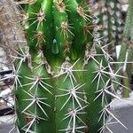 Pachycereus pecten-aboriginum Hoja