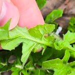 Sisymbrium loeselii Leaf